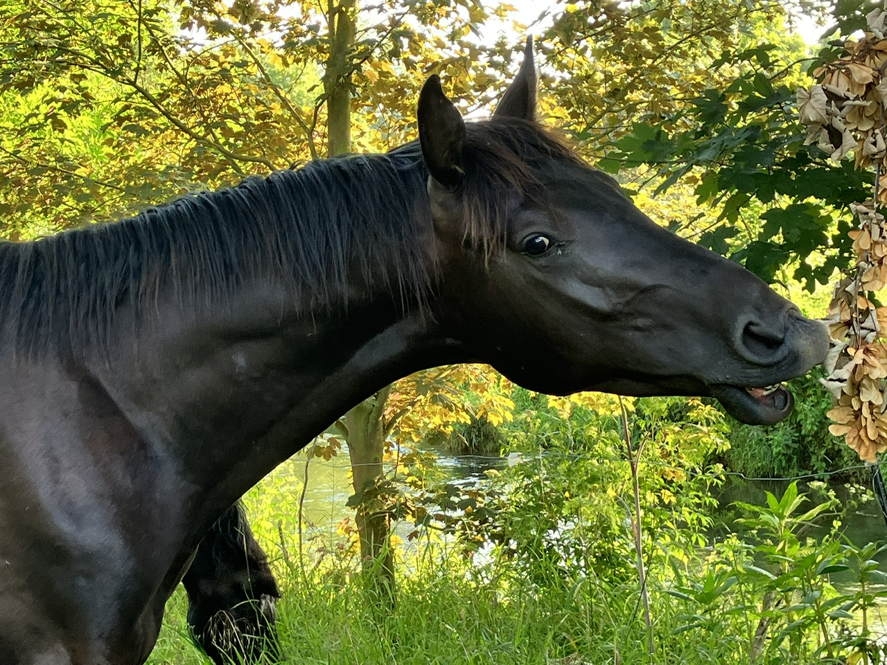 9. Juli 2023 - Die zweijhrigen Hengste an der Emmer - Foto Beate Langels - Gestt Hmelschenburg