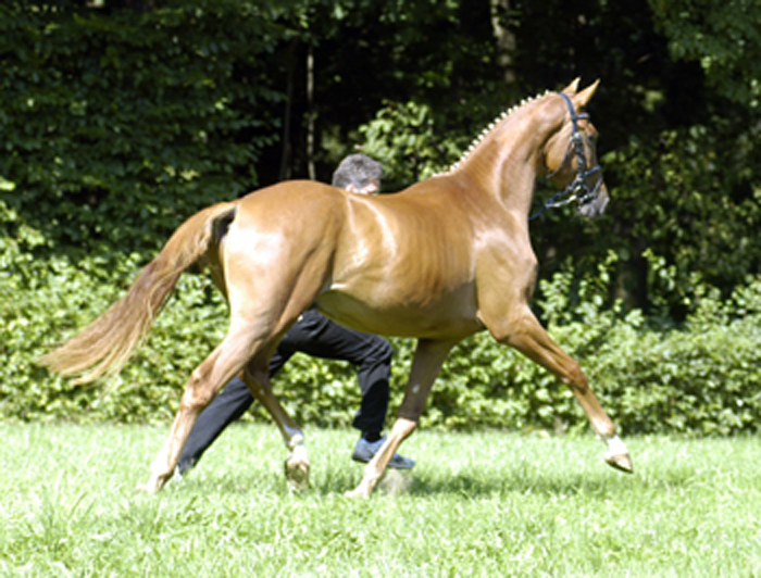 Zauberdeyk von Van Deyk - Friedensfrst - Trakehner Gestt Hmelschenburg  - copyright by Beate Langels