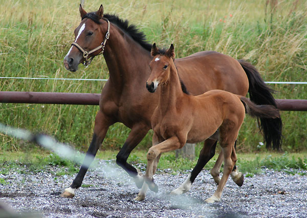 Trakehner Hengstfohlen von Showmaster u.d. Zaubermelodie v. Tuareg - Mahagoni