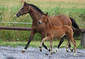 Trakehner Hengstfohlen von Showmaster u.d. Zaubermelodie v. Tuareg - Mahagoni