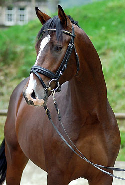 Trakehner Gelding Zindine Zidane by Summertime out of Zaubermelodie by Tuareg, Gestt Hmelschenburg