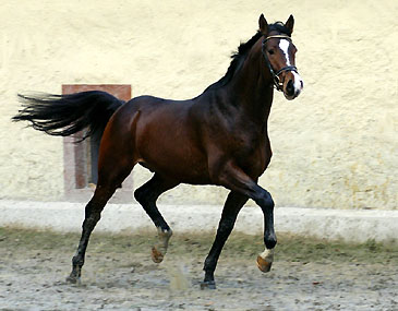 Zinedine Zidane by Summertime out of Zaubermelodie by Tuareg - Mahagoni, Picture: Beate Langels - Gestt Hmelschenburg