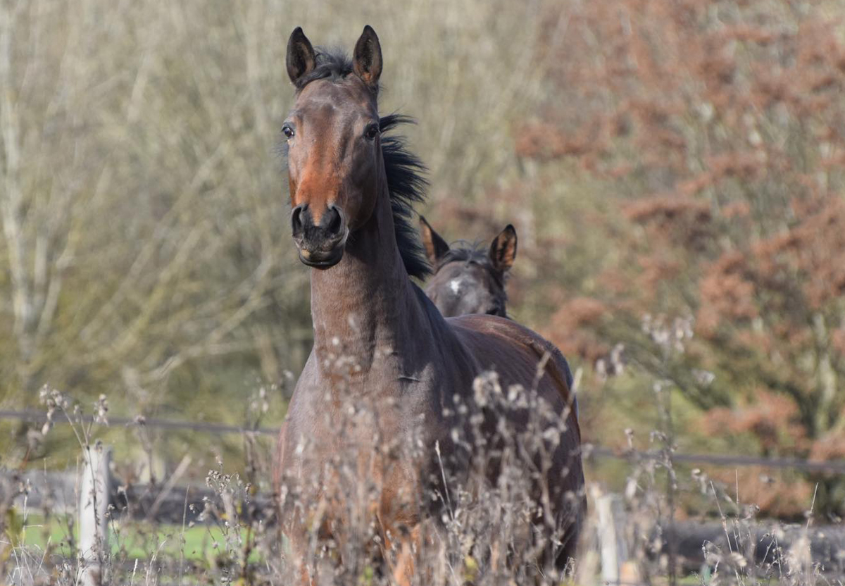 Trakehner Stute Gabbalina v. Zauberdeyk x High Motion - Gest�t H�melschenburg - Beate Langels