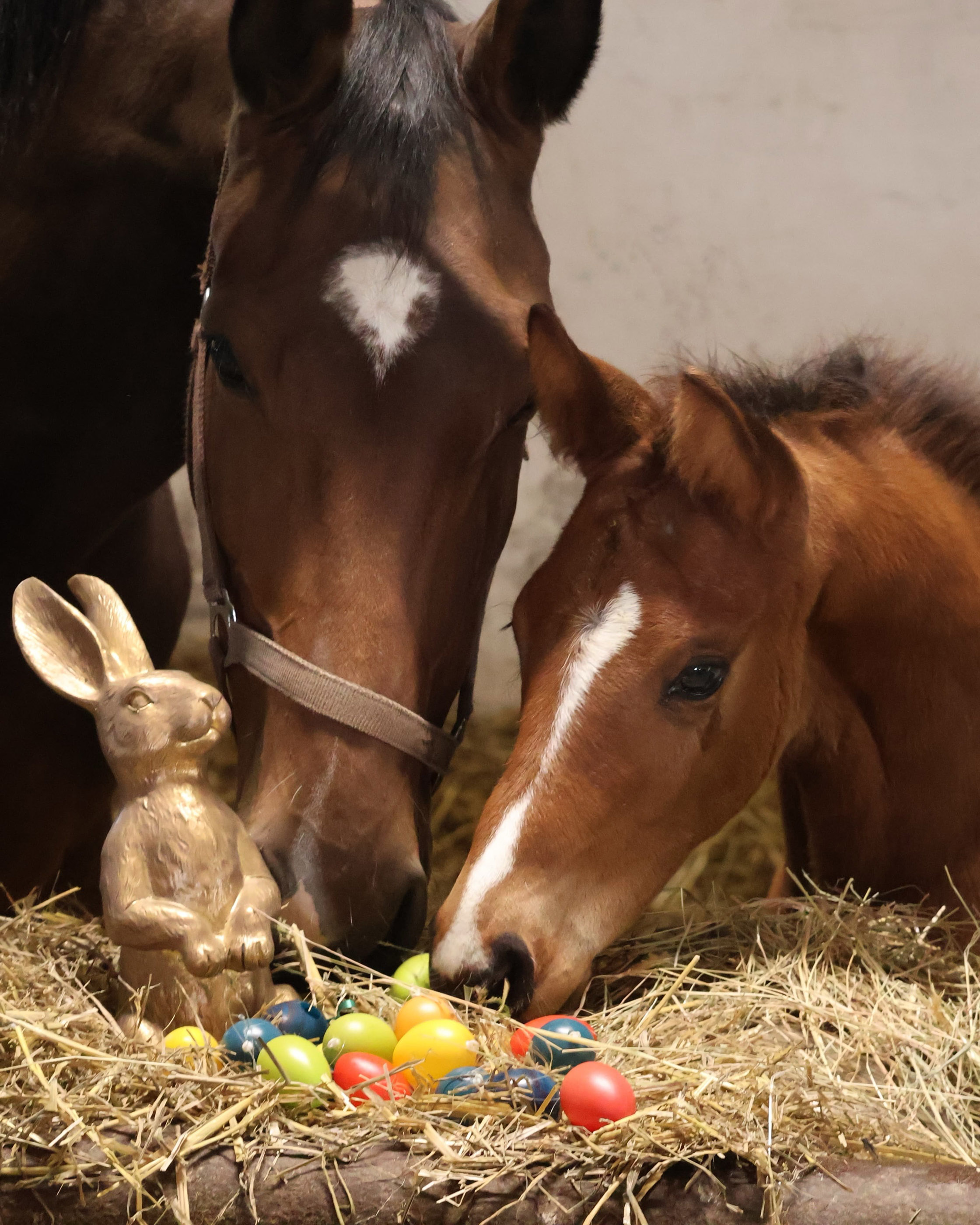 Ostern 2026 Schwalbenland und ihr Sohn von Saint Cyr - Foto: Sabine Beyer