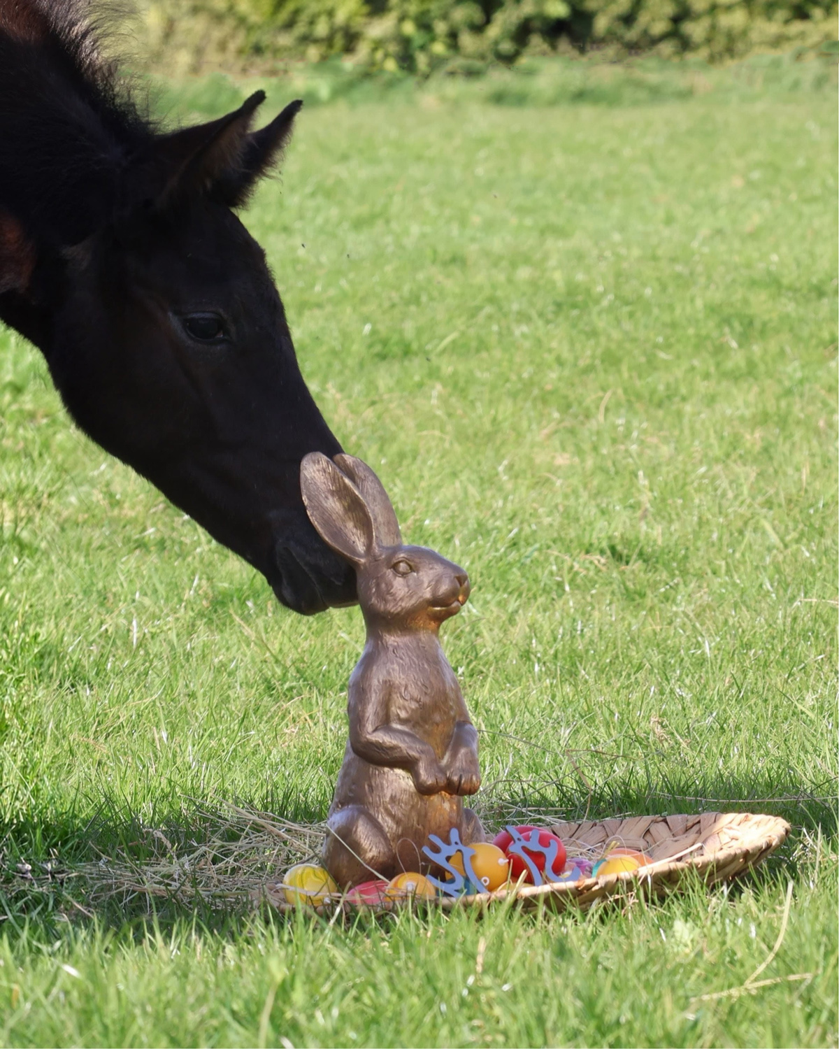 Ostern 2026 Tea at Five und ihr Sohn Tea in the Morning v. Hopkins - Foto: Sabine Beyer