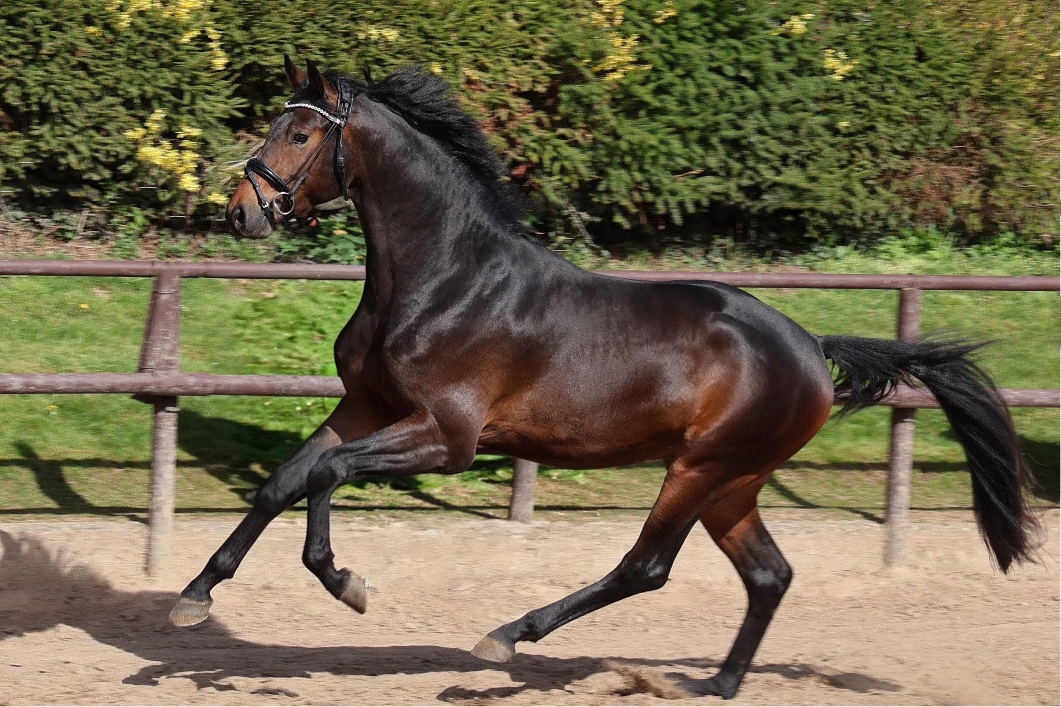 11. April 2026  - Gest�t H�melschenburg - Beate Langels - Foto S. Beyer