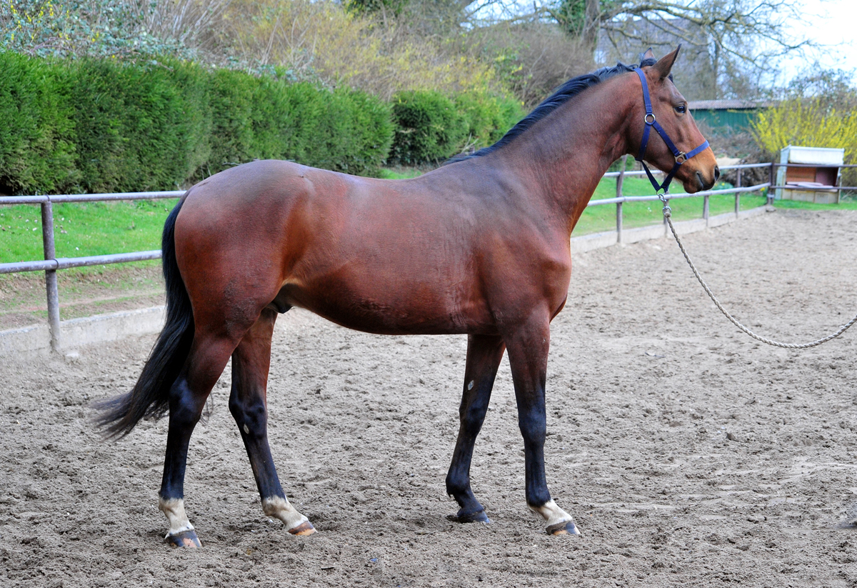 Saintano von Glücksruf u.d. Pr.St. Schwalbe's Bauty v. High Motion