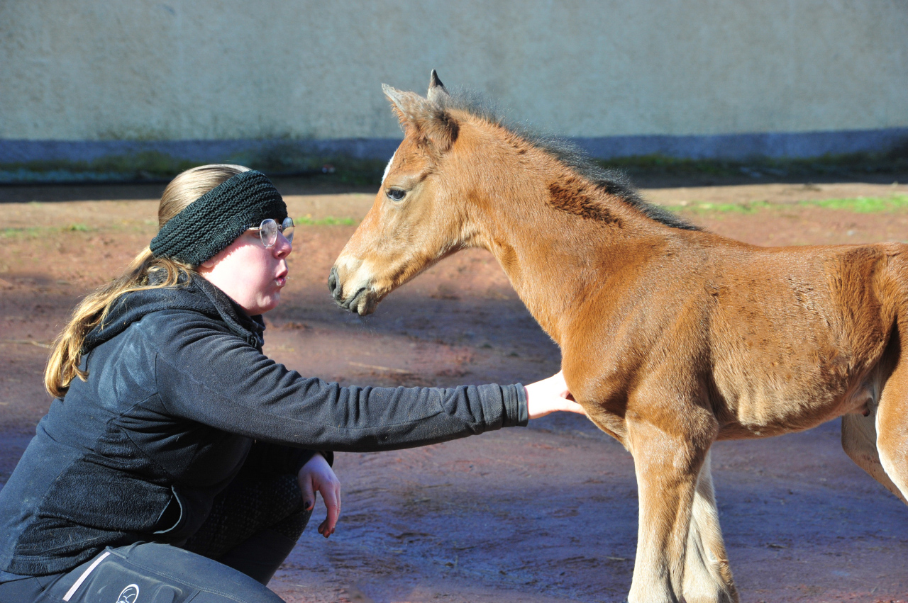 Trakehner Stutfohlen von High Motion u.d. Schwalbenlicht v. Imperio - Trakehner Gest�t H�melschenburg - Beate Langels