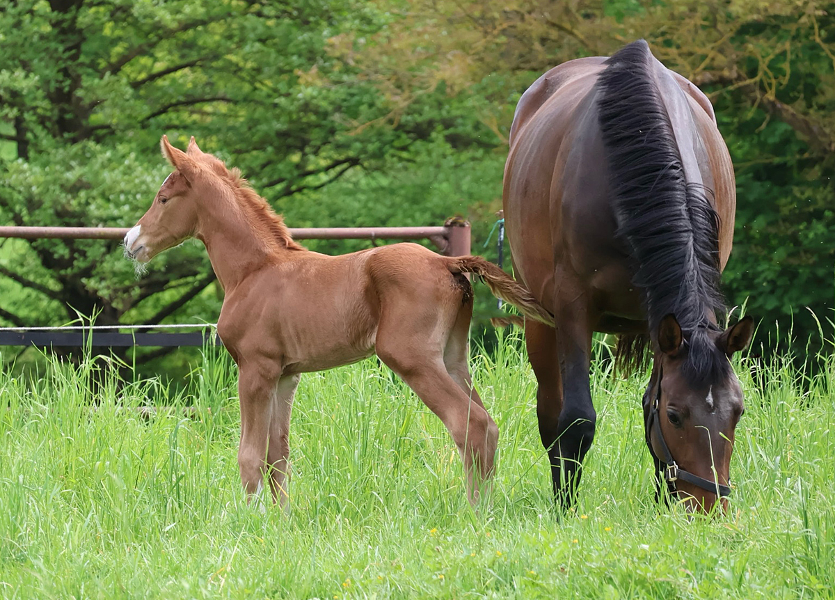 Vancouver - Trakehner Hengstfohlen von Gl�cksruf u.d. Pr.St. Val d'Amour v. Tantalos - High Motion  - Gest�t H�melschenburg - Beate Langels