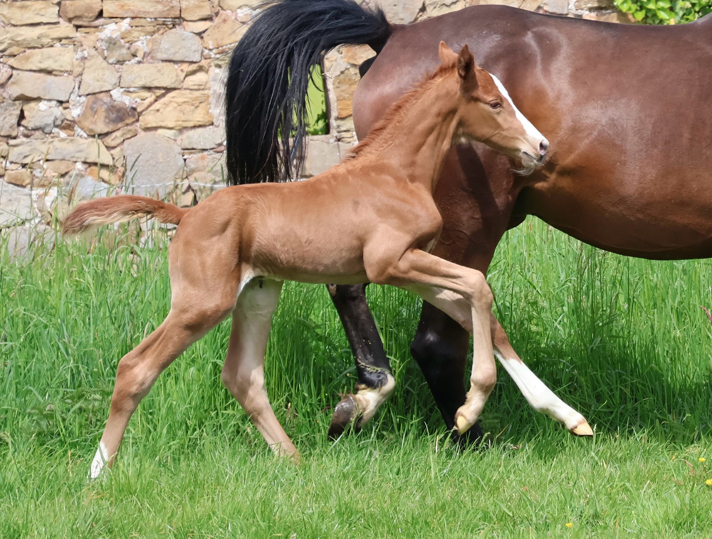 Vancouver - Trakehner Hengstfohlen von Gl�cksruf u.d. Pr.St. Val d'Amour v. Tantalos - High Motion  - Gest�t H�melschenburg - Beate Langels