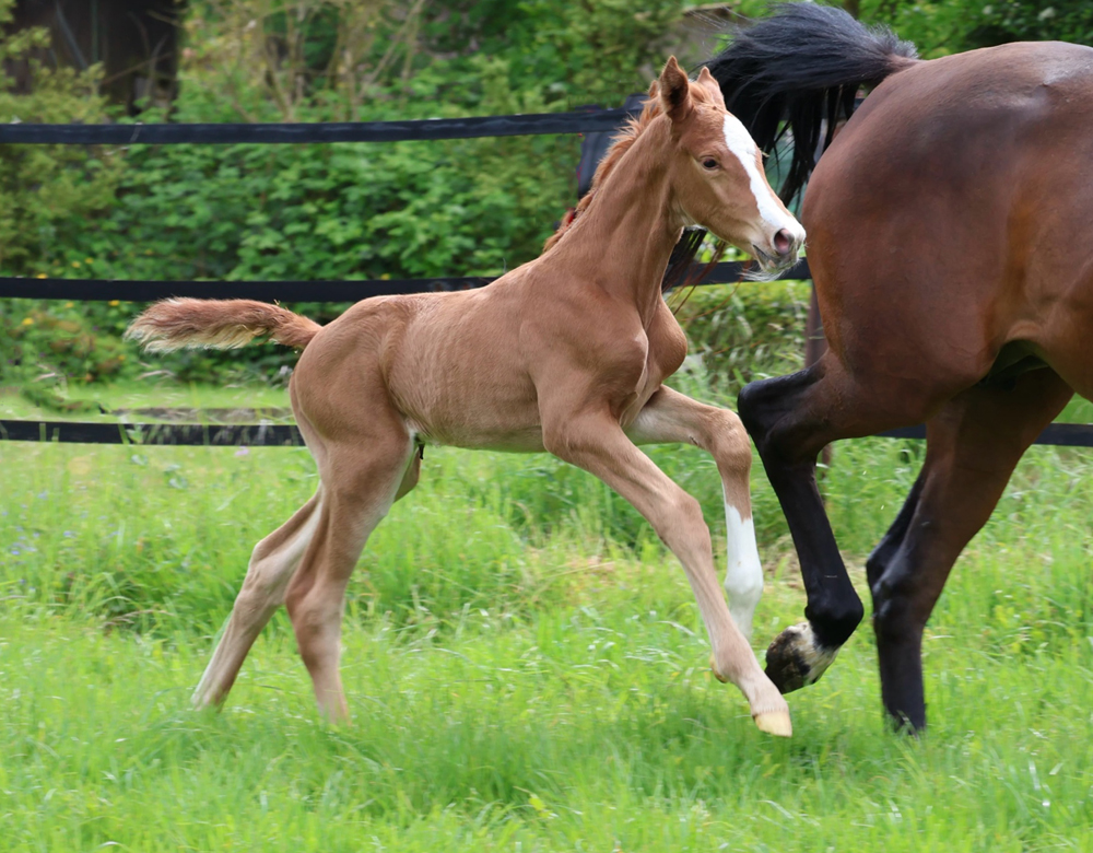 Vancouver - Trakehner Hengstfohlen von Gl�cksruf u.d. Pr.St. Val d'Amour v. Tantalos - High Motion  - Gest�t H�melschenburg - Beate Langels