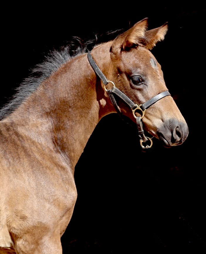 Trakehner Hengstfohlen von Millennium u.d. Pr.u.St.Pr.St. Kavalou - Foto: S. Beyer - Trakehner Gest�t H�melschenburg