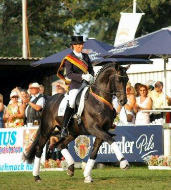 Trakehner Hengst TSF Kaiserdom v. Van Deyk - Gajus - Trakehner Gest�t H�melschenburg