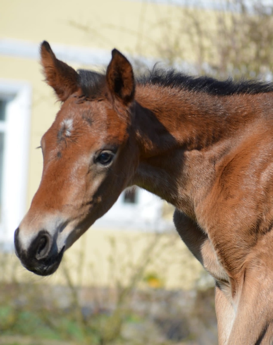 Stutfohlen von Millennium u.d. Pr.u.StPrSt. Katniss Everdeen v. Saint Cyr - Foto Pia Elger - Gest�t H�melschenburg