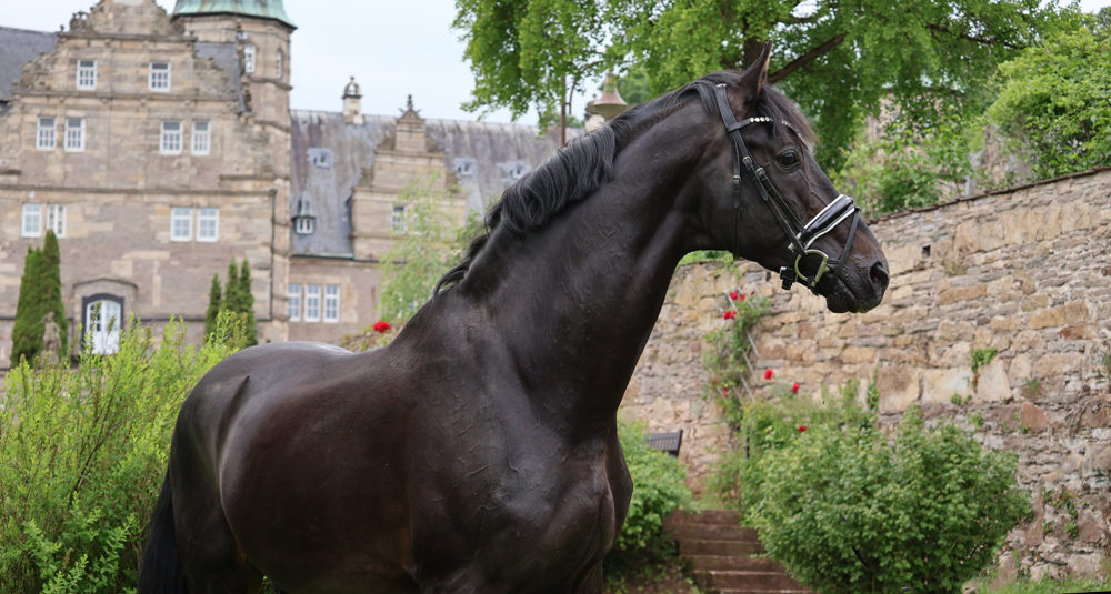 Impressionen - Juni 2026 - Trakehner Gest�t H�melschenburg  - Foto: Sabine Beyer